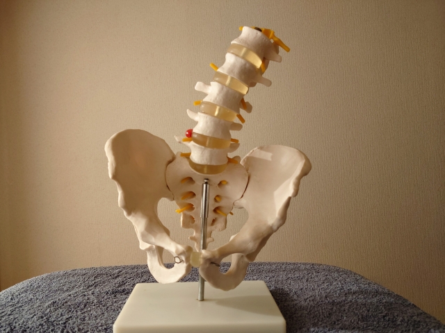 ぎっくり腰や腰痛の原因は筋力低下によって起こる体（骨盤）の歪みと神戸三田やわら整骨院では考えております。