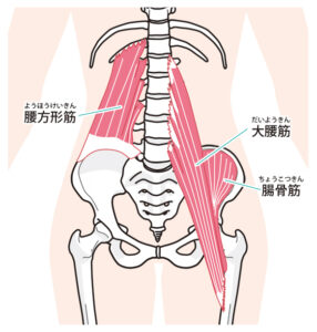 腸腰筋・腰方形筋の画像